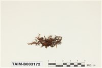 藏品(隱蒴苔科)的圖片